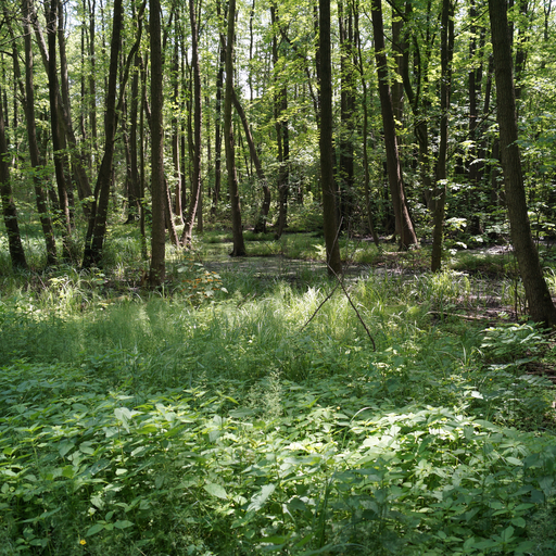 Bäketal