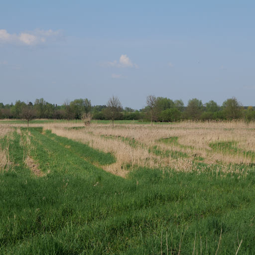 Flutgrabenaue Waltersdorf