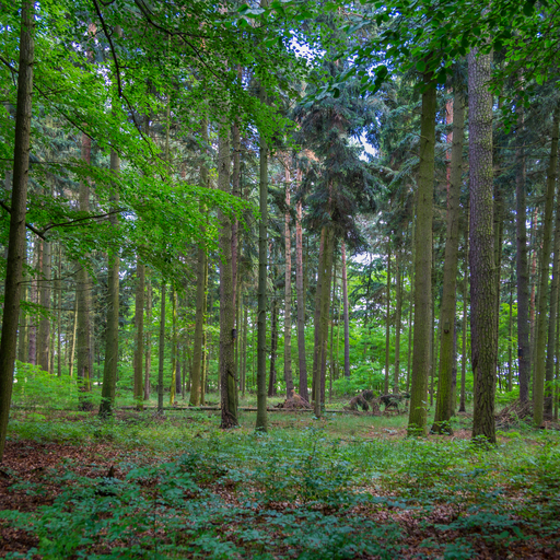 Görlsdorfer Wald