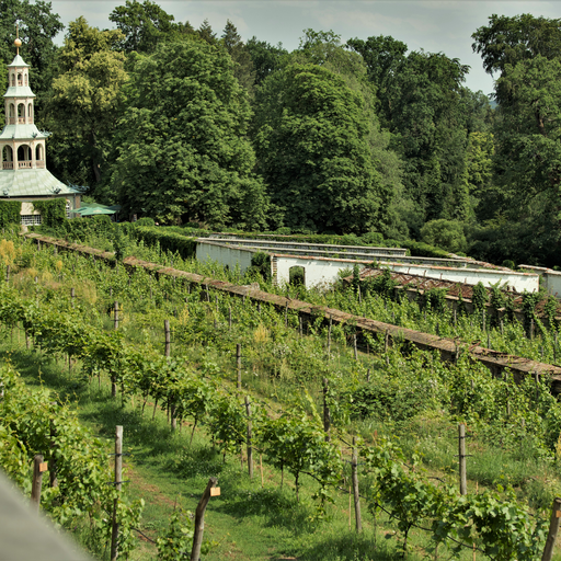 Königlicher Weinberg am Klausberg