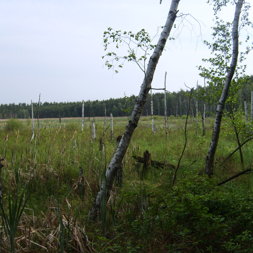 Naturschutzgebiet Der Loben