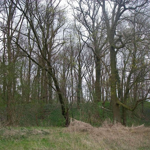 Burgwall Wildberg (Temnitztal)