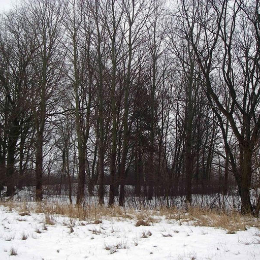 Burgwall Leegebruch