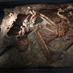 Kebara_2_skeleton_replica.jpg