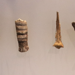 Aurignacian_Culture_Incised_Animal_Bones_Hayonim_Cave_28000_BP.jpg