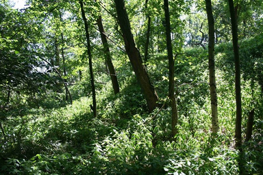 BurgwallAltBrieselang.jpg