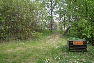 Lychen1.jpg