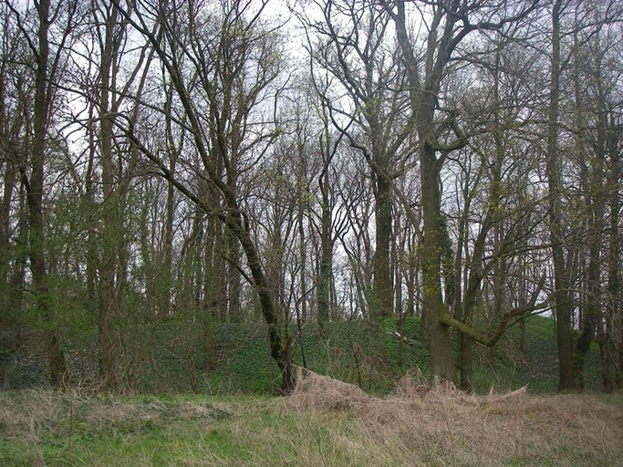 Burgwall Wildberg (Temnitztal)