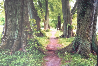 Alte_Ulmen_im_Park.jpg