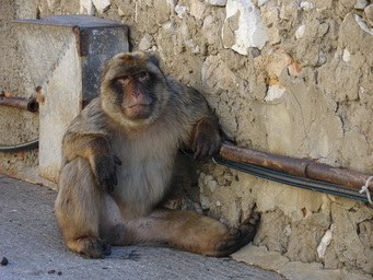 2005-07-23_Gibraltar_has_a_Patrone.jpg