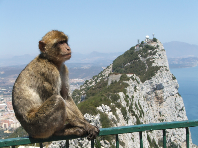 Barbary macaques in Gibraltar