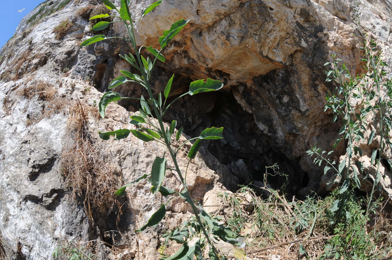 Ibex Cave