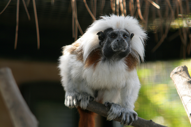 Tamarin_4512.JPG